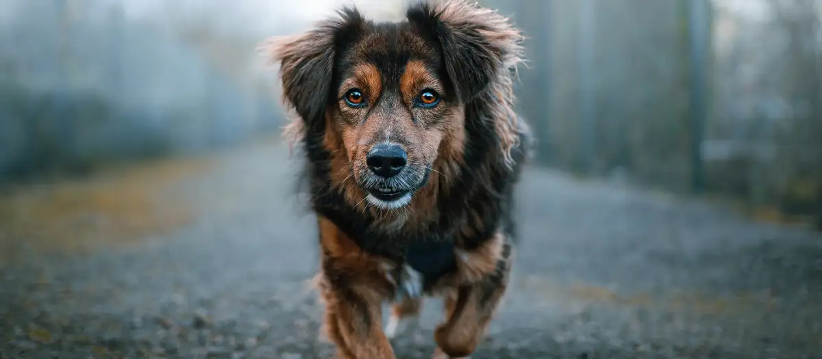 pet (1)